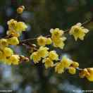 平安就是福1525179265902