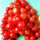litian