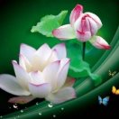 电视迷的头像