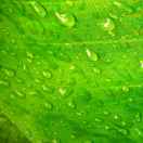 。。。。。刘老大