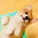 蘇鹍