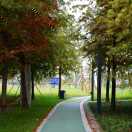 长青树1551404622322