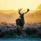 花好月圆1542932523393