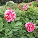 每一天都开心_4106