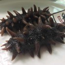 北遼王海參