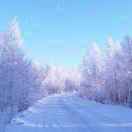 樟子松生长的地方