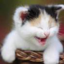  猪猪的头像