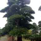 绿水青山苗木场：13675973703