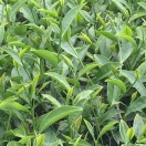 惠德國際茶業公司 傅學能