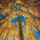 漂亮的小丸子😜😝