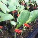 越冬茬西红柿苗13633283057