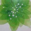 波斯菊