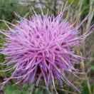 李振群阳光灿烂