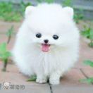 风中铃铛