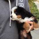 东莞市温而雅服装13268614525