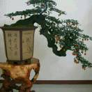 shengbaolai