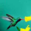 食品和市场管理局  侯彦云