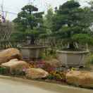 江门市灏景园林绿化有限公司，新会区大泽莲塘花木场