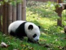 孔子的头像