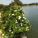 远离烦恼（坚廉门业黄刚）