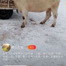 书友1123161765的头像