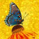 周强(国珍健康生活馆)