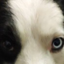 xu's Avatar