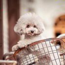 A平凡（已开双封）