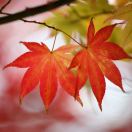 王树芝