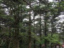 思无邪