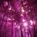 紫竹林