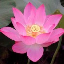 蒋燕军