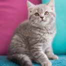 笨笨猪