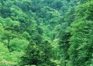 东北森林木材