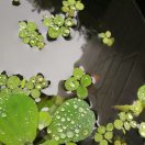 海虹