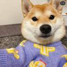 小兔软糖🐰