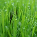 松波部-Alice（曹燕仪助理）