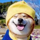 張茫
