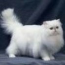 肥猫