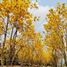 易百纳技术社区