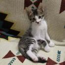 Justin的集藏偶得