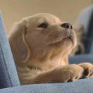 消失的头太元解