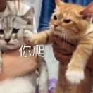 风信子