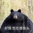 来自日本的成年黑熊