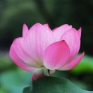 个人头像