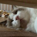 用户25678739的头像-秀琴曲谱网