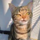 itmrscr的头像-棉花糖会员站