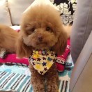 更深的蓝的头像-日本！日本语