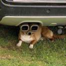 以后每天吃什么