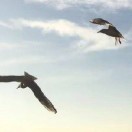 就是现在的头像-藏宝楼源码网